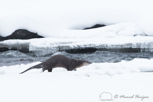 Northern river otter (Lontra canadensis), Wyoming, USA