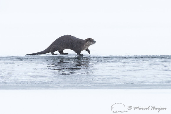 Northern river otter (Lontra canadensis), Wyoming, USA