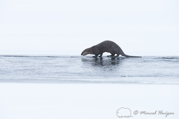 Northern river otter (Lontra canadensis), Wyoming, USA