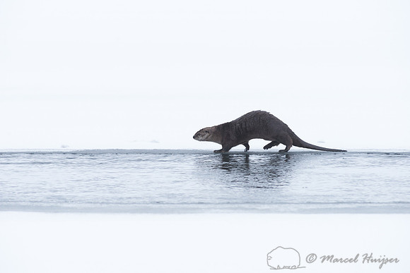 Northern river otter (Lontra canadensis), Wyoming, USA