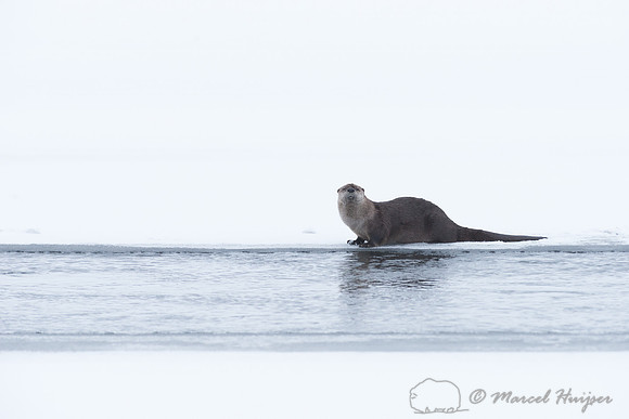 Northern river otter (Lontra canadensis), Wyoming, USA