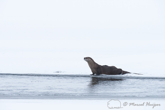 Northern river otter (Lontra canadensis), Wyoming, USA