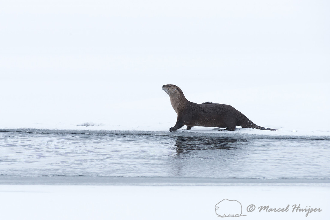 Northern river otter (Lontra canadensis), Wyoming, USA
