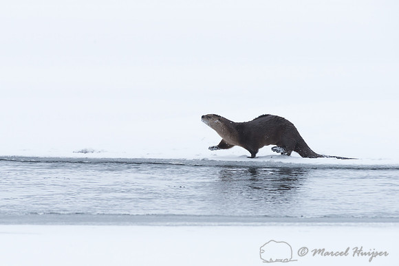 Northern river otter (Lontra canadensis), Wyoming, USA