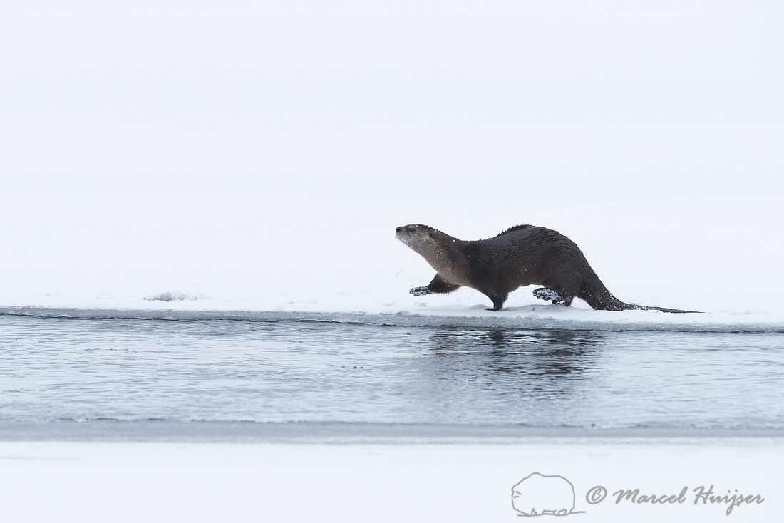 Northern river otter (Lontra canadensis), Wyoming, USA