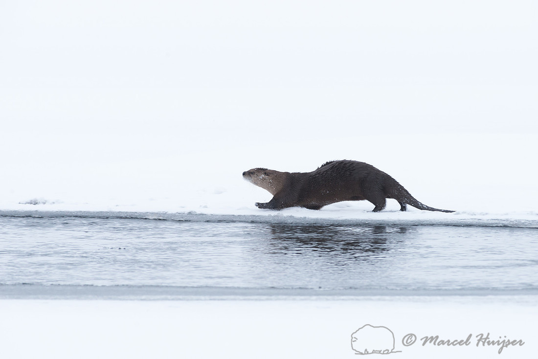Northern river otter (Lontra canadensis), Wyoming, USA