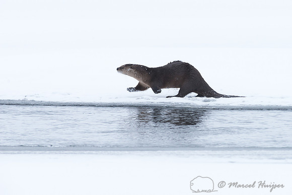 Northern river otter (Lontra canadensis), Wyoming, USA