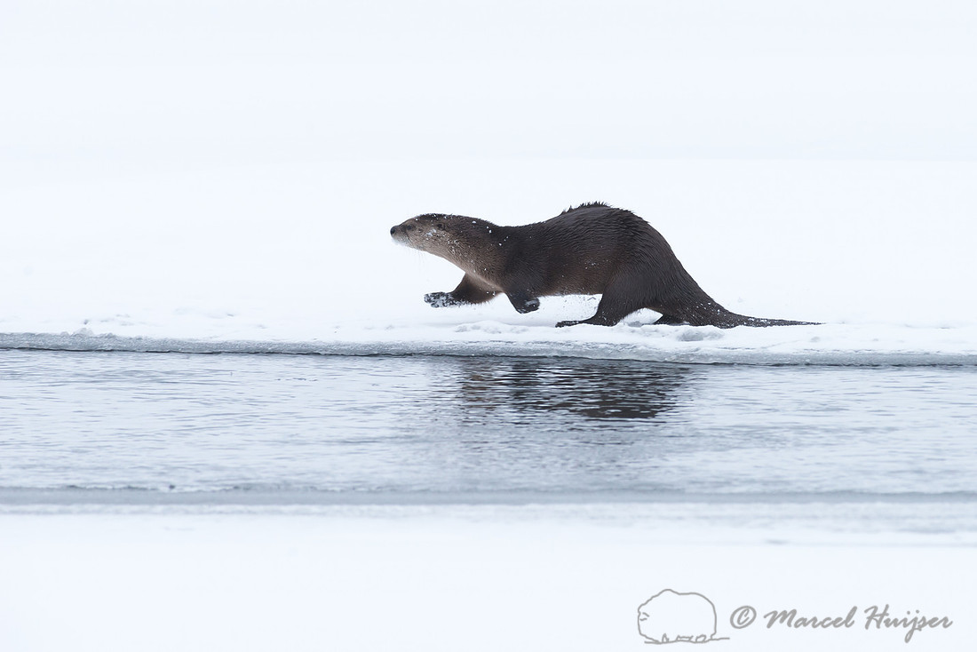 Northern river otter (Lontra canadensis), Wyoming, USA