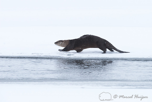 Northern river otter (Lontra canadensis), Wyoming, USA