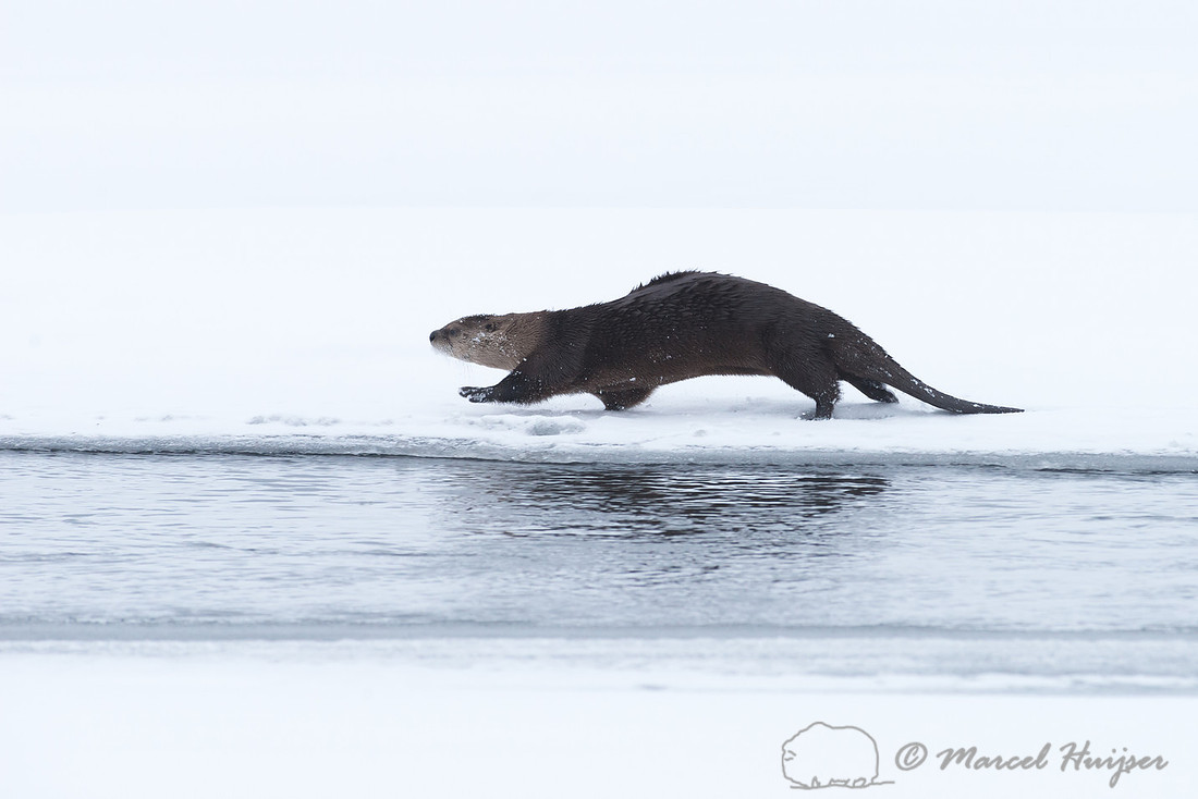 Northern river otter (Lontra canadensis), Wyoming, USA