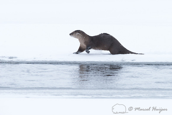 Northern river otter (Lontra canadensis), Wyoming, USA