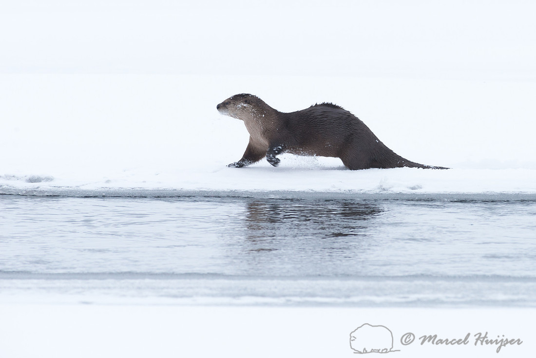 Northern river otter (Lontra canadensis), Wyoming, USA