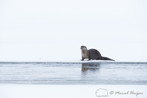Northern river otter (Lontra canadensis), Wyoming, USA