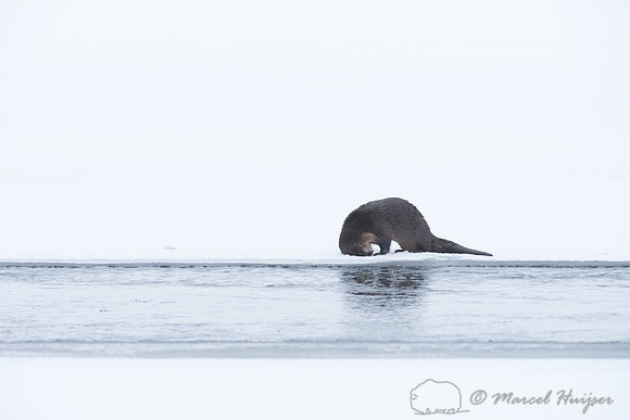 Northern river otter (Lontra canadensis), Wyoming, USA