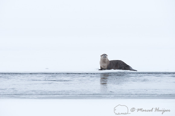 Northern river otter (Lontra canadensis), Wyoming, USA