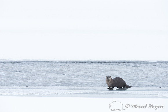 Northern river otter (Lontra canadensis), Wyoming, USA
