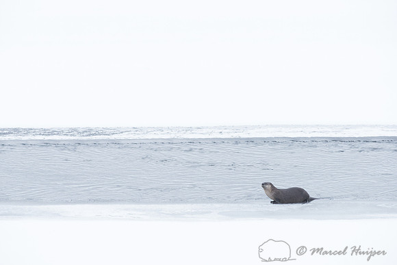 Northern river otter (Lontra canadensis), Wyoming, USA