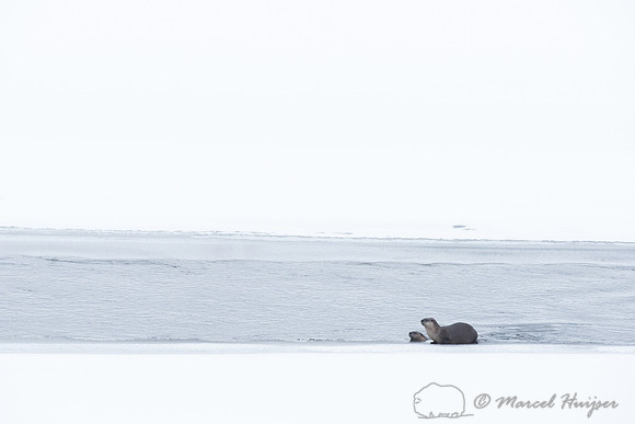 Northern river otter (Lontra canadensis), Wyoming, USA