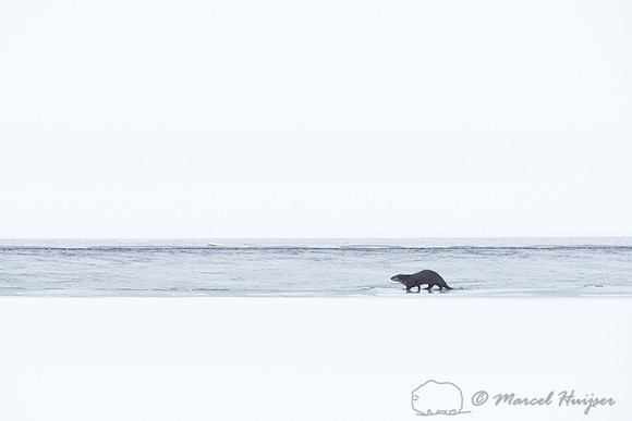 Northern river otter (Lontra canadensis), Wyoming, USA