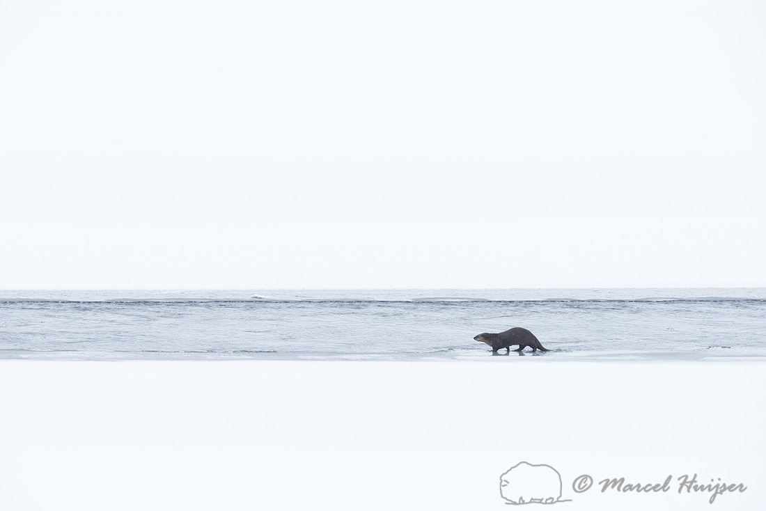Northern river otter (Lontra canadensis), Wyoming, USA