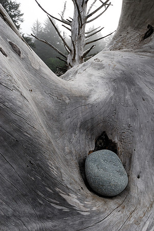 Rock in dead tree, Rialto Beach, Washington, USA