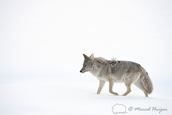 Coyote (Canis latrans) in the snow, Wyoming, USA