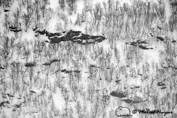 Birches (Betula sp.) on a mountain side, Dovrefjell National Park, Norway