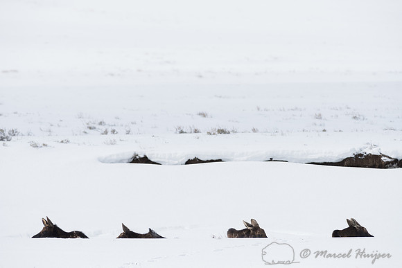 Bull moose (Alces alces) bedded down in snow resembling logs along river in winter, Wyoming, USA