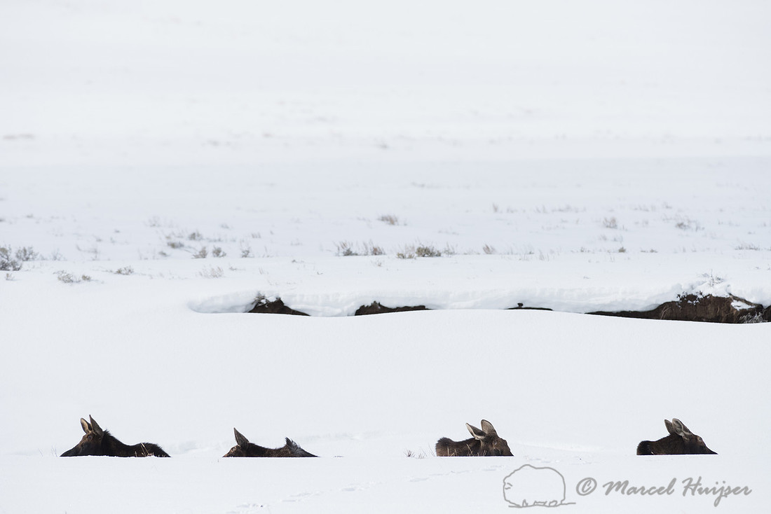 Bull moose (Alces alces) bedded down in snow resembling logs along river in winter, Wyoming, USA