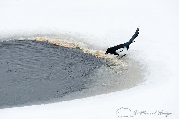 Black-billed magpie (Pica hudsonia), Wyoming, USA