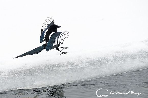 Black-billed magpie (Pica hudsonia), Wyoming, USA