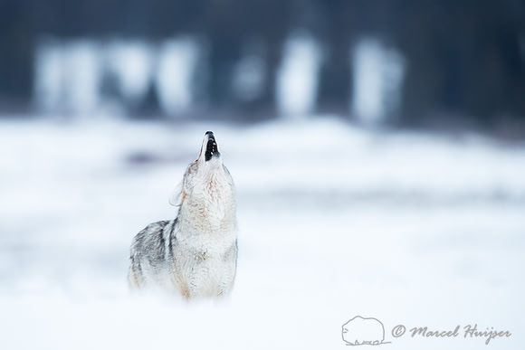 Coyote (Canis latrans), Wyoming, USA