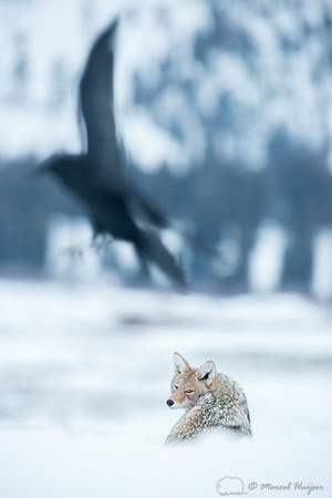 Coyote (Canis latrans) and common raven (Corvus corax), Wyoming,