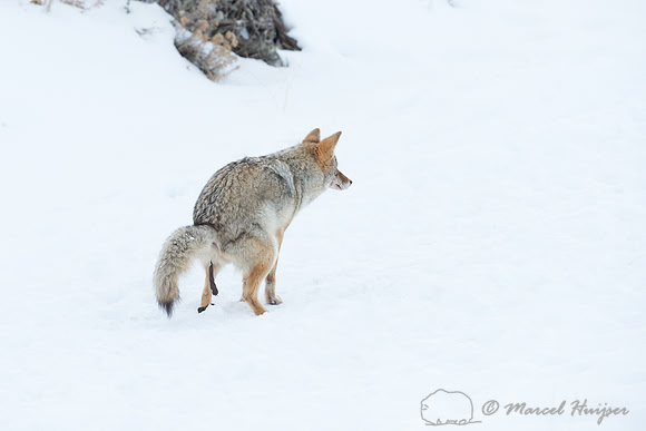 Coyote (Canis latrans) defacating, Wyoming, USA