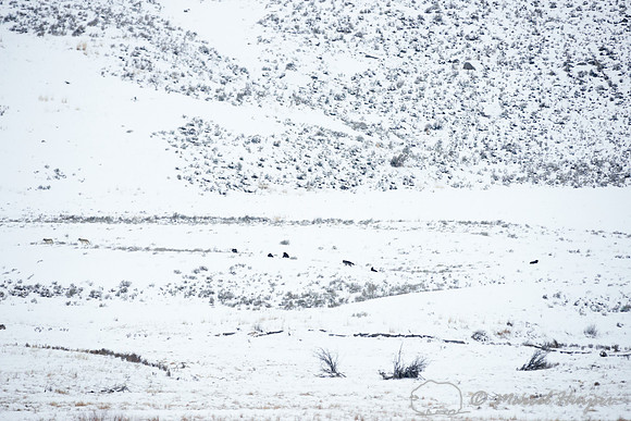 Gray wolves (Canis lupus), Wyoming, USA