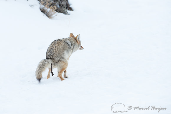 Coyote (Canis latrans) defacating, Wyoming, USA