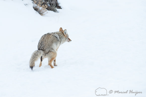 Coyote (Canis latrans) defacating, Wyoming, USA