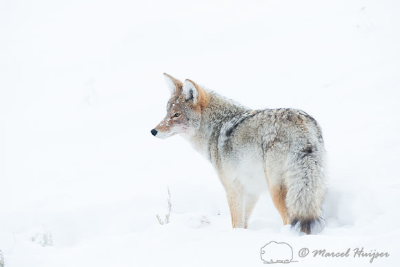Coyote (Canis latrans), Wyoming, USA