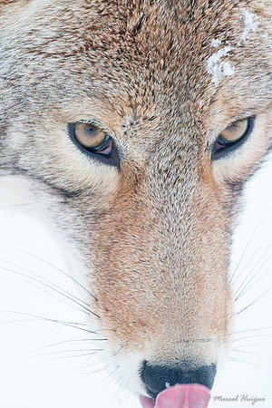Coyote (Canis latrans), Wyoming, USA