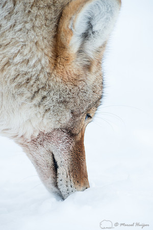 Coyote (Canis latrans), Wyoming, USA
