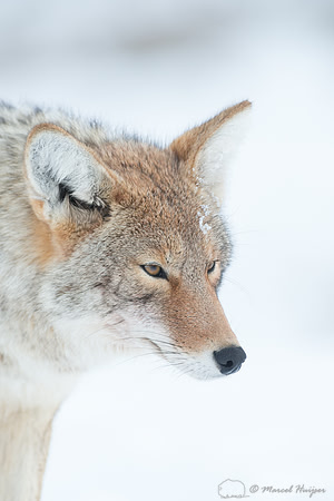 Coyote (Canis latrans), Wyoming, USA