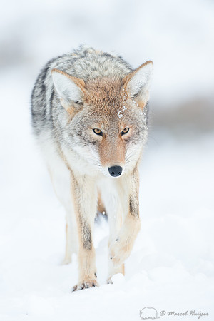 Coyote (Canis latrans), Wyoming, USA