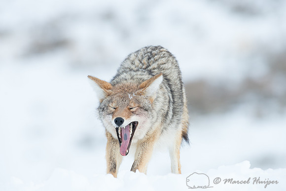 Coyote (Canis latrans), Wyoming, USA