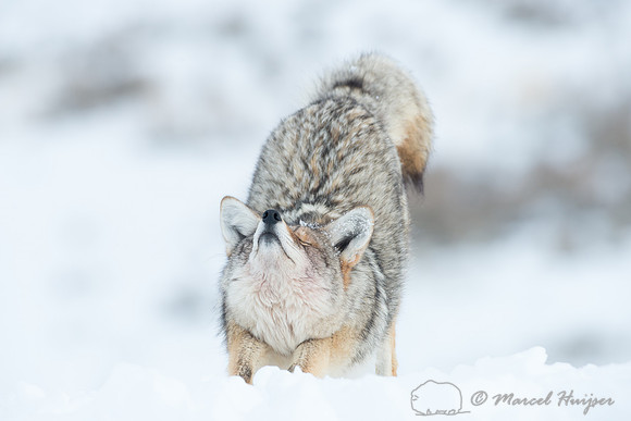 Coyote (Canis latrans), Wyoming, USA