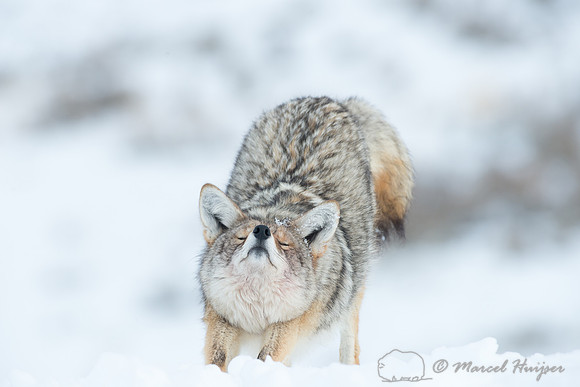 Coyote (Canis latrans), Wyoming, USA