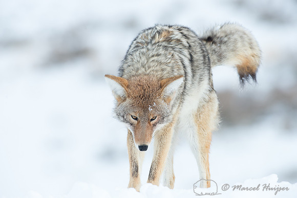Coyote (Canis latrans), Wyoming, USA