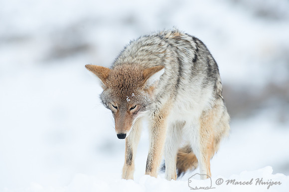 Coyote (Canis latrans), Wyoming, USA
