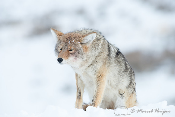 Coyote (Canis latrans), Wyoming, USA