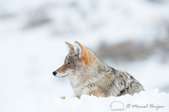 Coyote (Canis latrans), Wyoming, USA