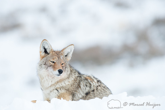 Coyote (Canis latrans), Wyoming, USA